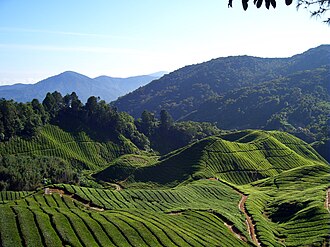 高原